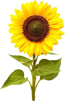 Click and Grow Mini Sunflower Plant Pod, 3 Pack