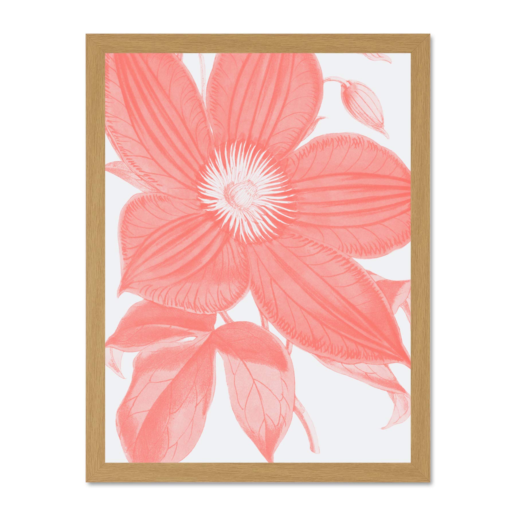 Wee Blue Coo Living Coral Clematis Flower Large Light Oak Framed Art Print Wall Poster 18x24 inch