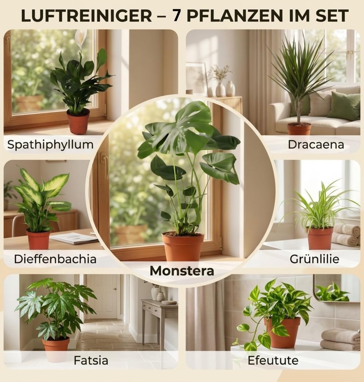 "Oczyszczacz powietrza" zestaw roślin | 7-częściowy zestaw | Monstera, Spathiphyllum, Dracaena, Dieffenbachia, Grünlilie, Fatsia, Efeutute | ok. 30-70 cm | Ø 12-15 cm doniczka | rośliny pokojowe do