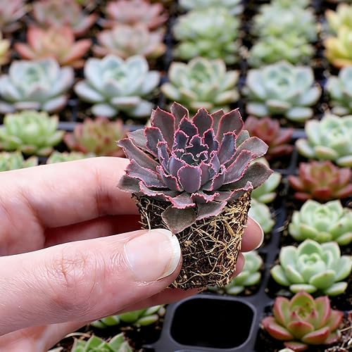 Miniatura 3 de Paquete de 6 plantas suculentas con raíz y tierra, fáciles de cultivar (variedades surtidas sin macetas)