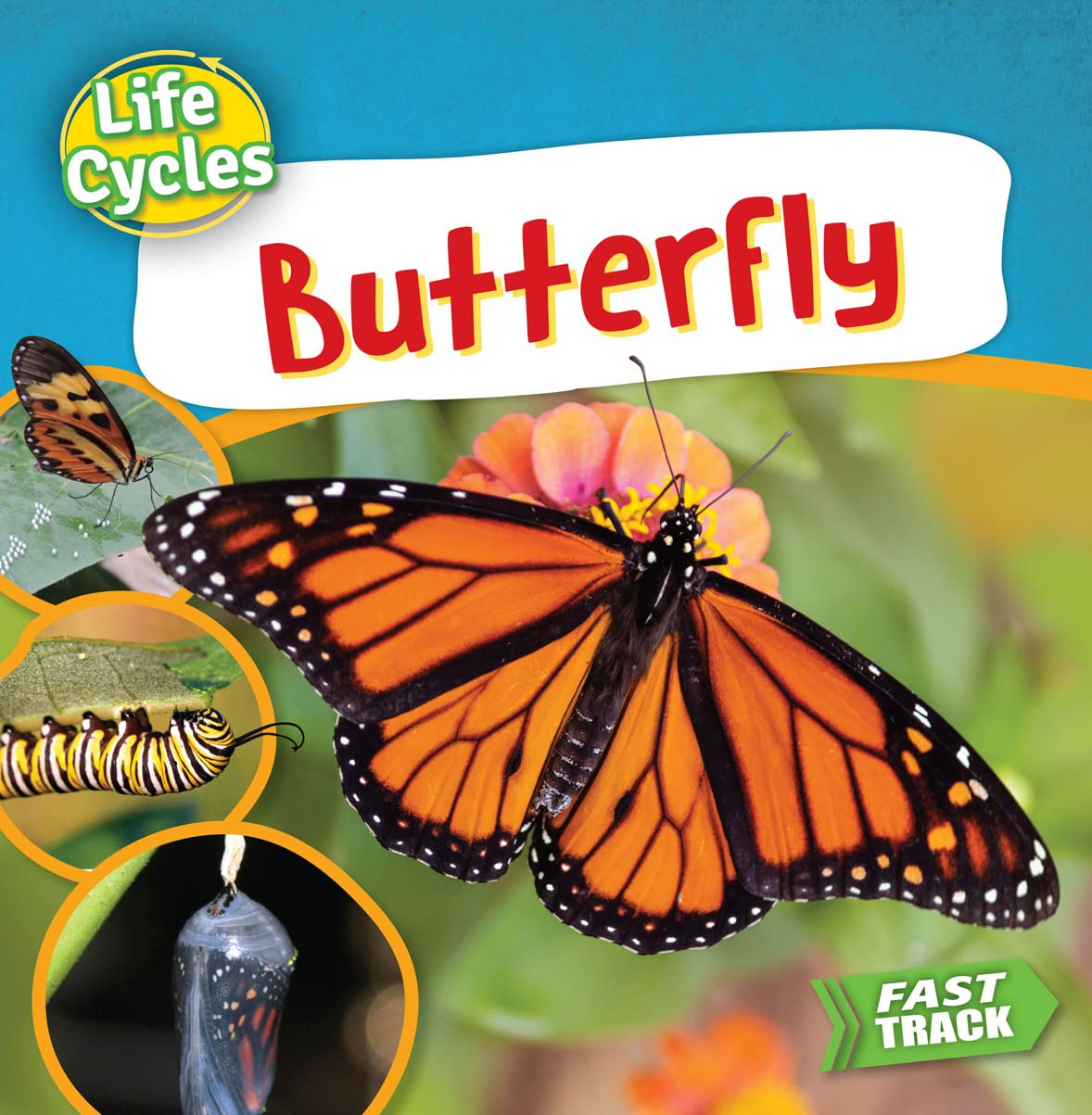 Butterfly (Life Cycles)