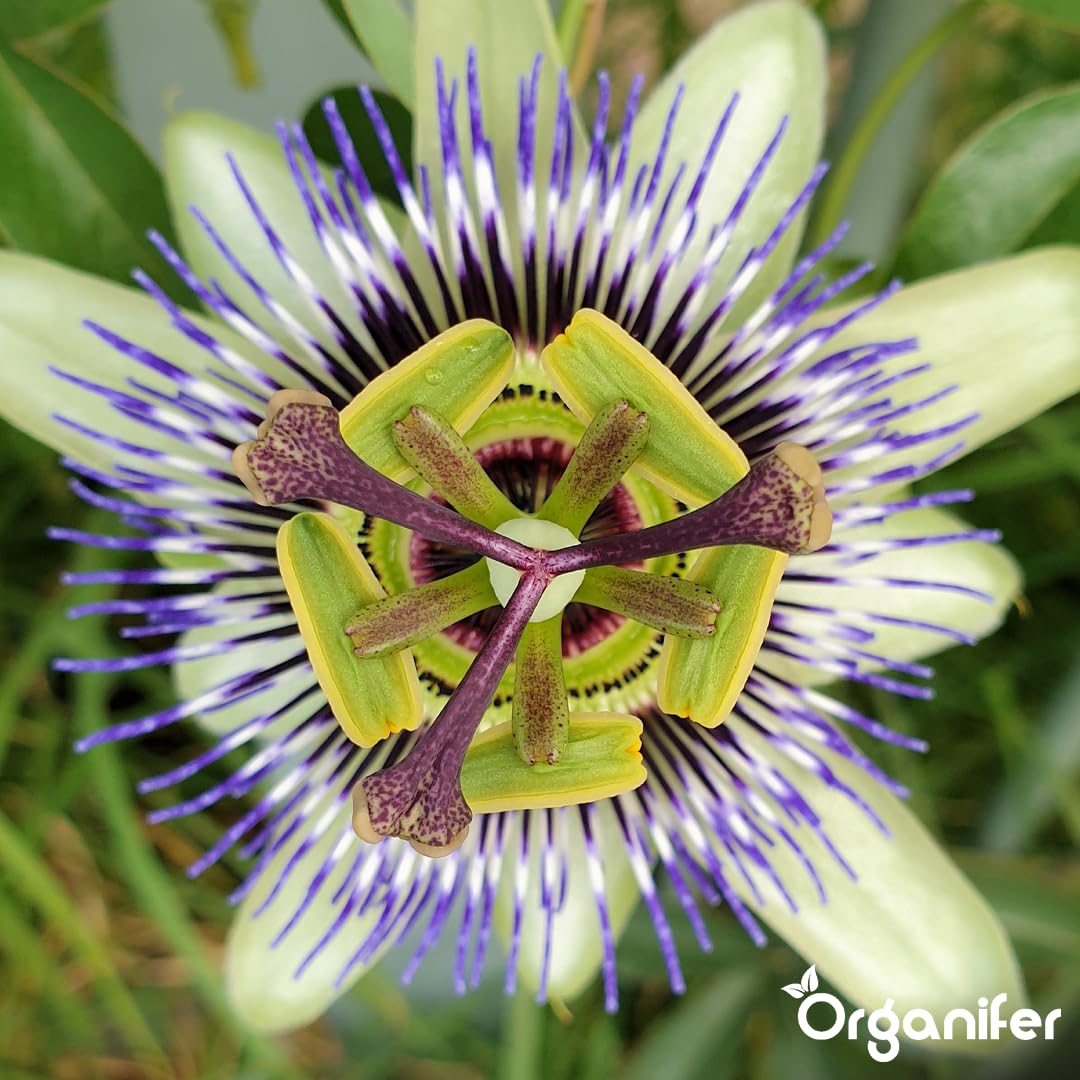 Passion Flower Nawóz Uniwersalny - 10L - NPK 2-1-8