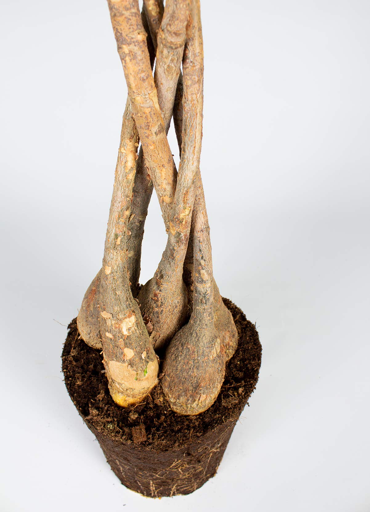 Bloomique - Pachira aquatica - Árbol del dinero - Cacao de agua - Plantas de interior - Purificadora del aire - Altura 25-35 cm - Maceta 12 cm