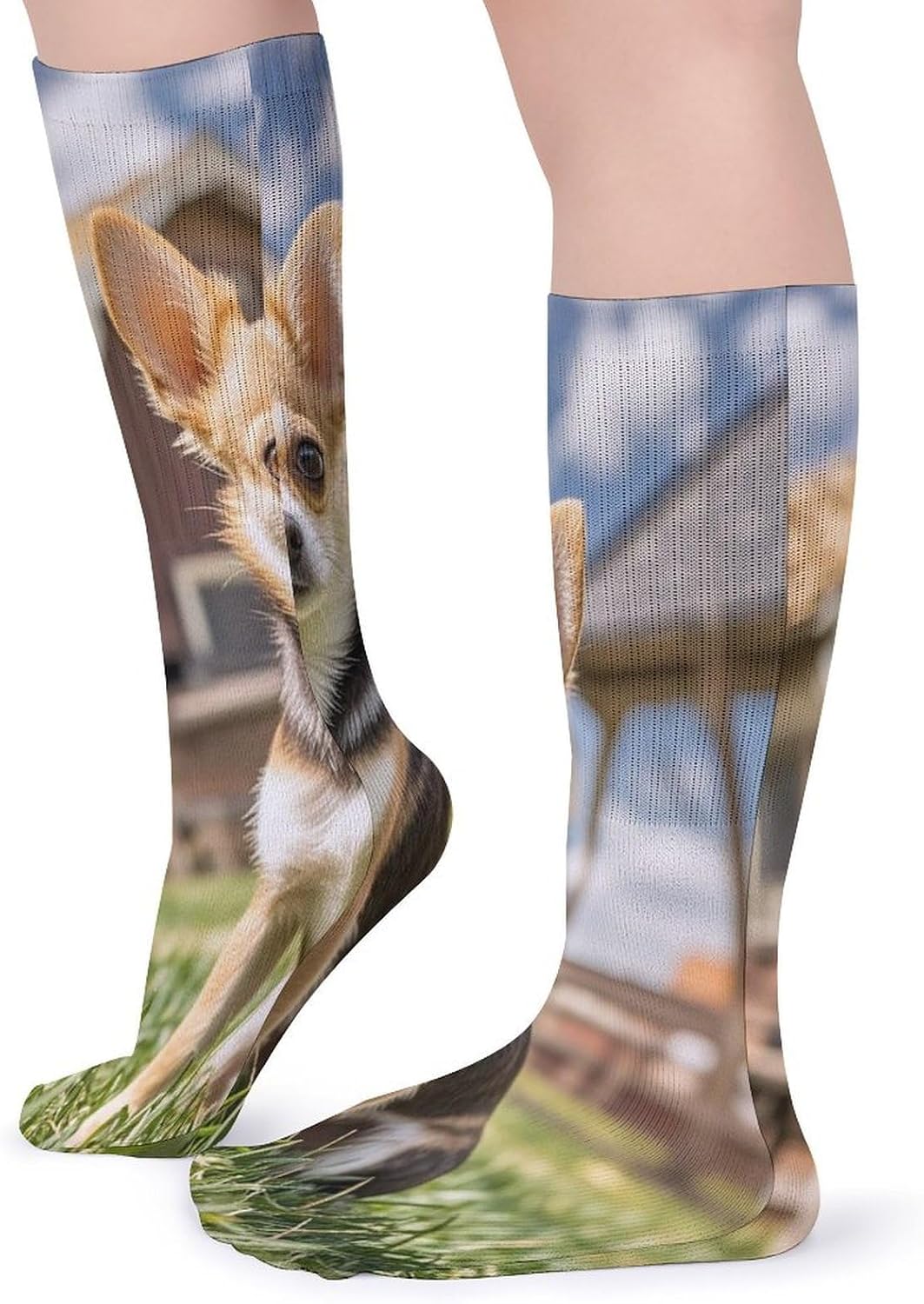 Farm Cute Chihuahua Crew Socks Cozy Casual Calf Socks Lightweight Long Work Sock Breathable Athletic Sock for Hiking Sports Running 5 Pairs