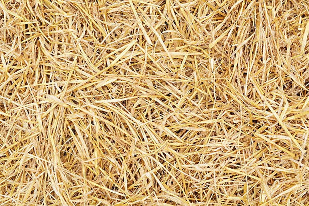 CK POWER Mr Paddy Straw,Rice Straw For Oyster Mushroom Cultivation/For Organic Mulching 100% Pure&Organic Or Roses,Garden Beds,Vegetabels,Flower,Fruits,Pots,Trees,Pack Of 2 Kg (B0BT23P1SW) Amazon Price History, Amazon Price Tracker