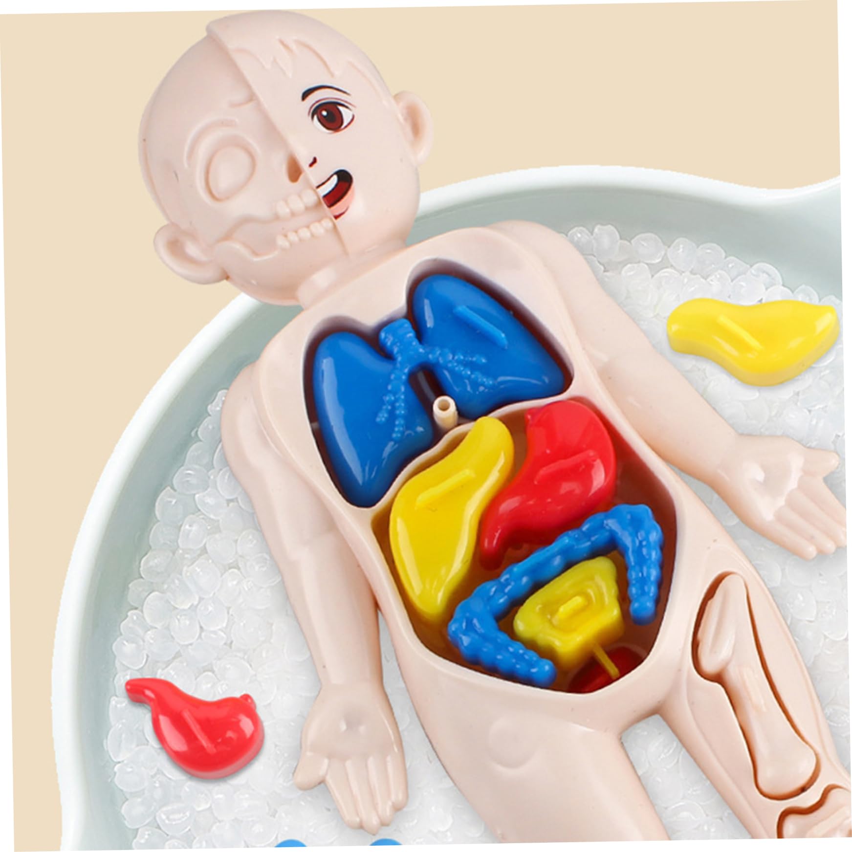 Xiaoxu Modelo del Cuerpo Humano para niños, Modelo anatómico de 7x4 Pulgadas con órganos Desmontables, Juguete Educativo científico de ABS sin Rebabas para niños Mayores de 3 años, anatomía
