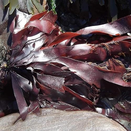 Miniatura 3 de CENALGA Organic Gulf of Maine Dulse Flakes  Evitamos bolsa de plástico de 15 oz  425 g  Alga marina atlántica  Vegano certificado  perfecto para