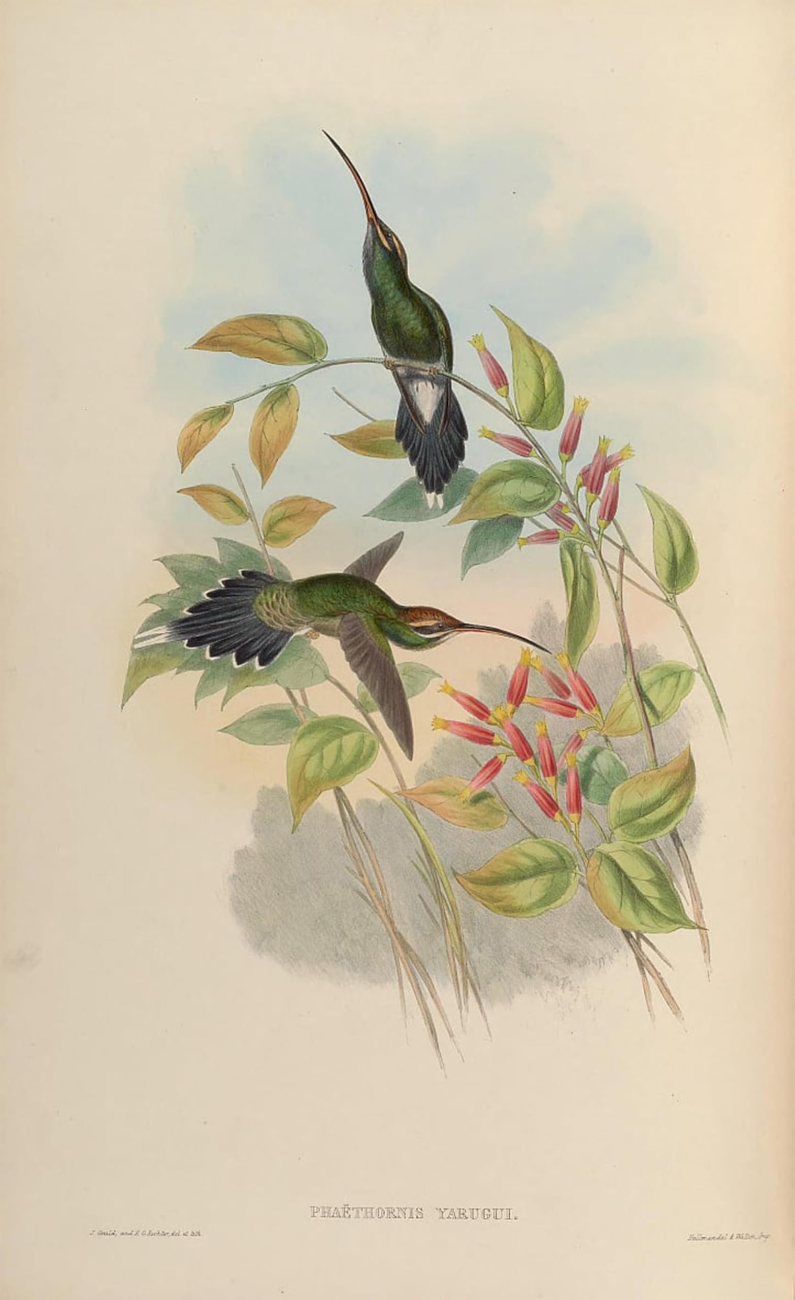 POSTERIIk Famous Print Pop Art Wall Art Graffiti Animal Bird Phaethornis Yaruqui by John Gould Art Prints for Home Decor 60x90cm