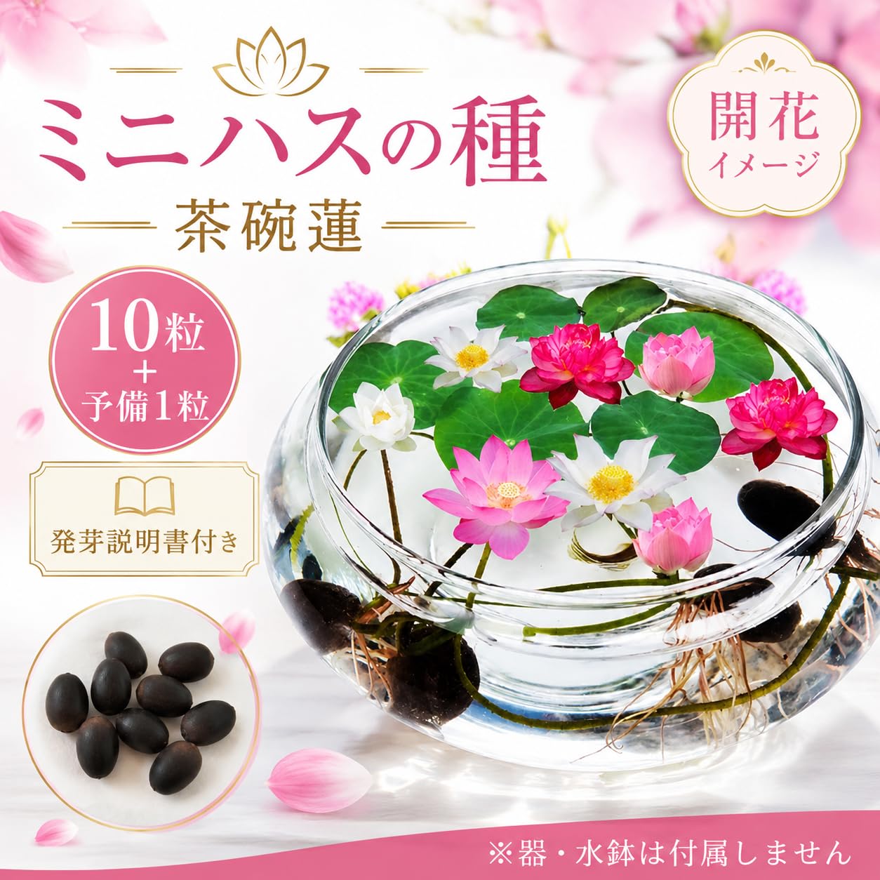 Amazon.co.jp: 初心者向け発芽説明書付き【10粒＋予備種1粒】ミニハス