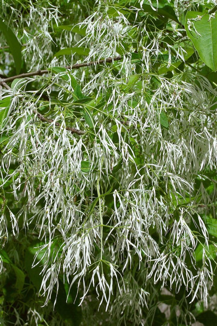 Chionanthus virginicus 30-40 cm – Winterhart, Mehrjährig, Pflegeleicht – Amerikanischer Schneeflockenstrauch – Ziergehölz für Garten & Vorgarten