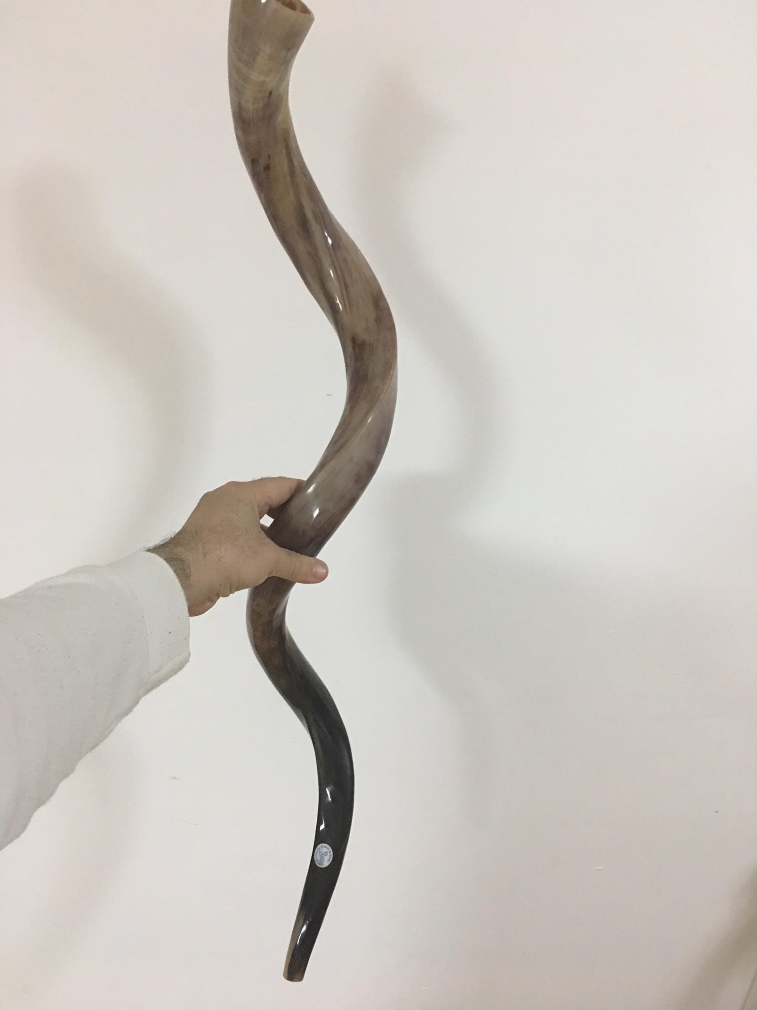 Jumbo Huge 104,1 cm Kudu Yemenit Horn Shofar Koscher All Polished