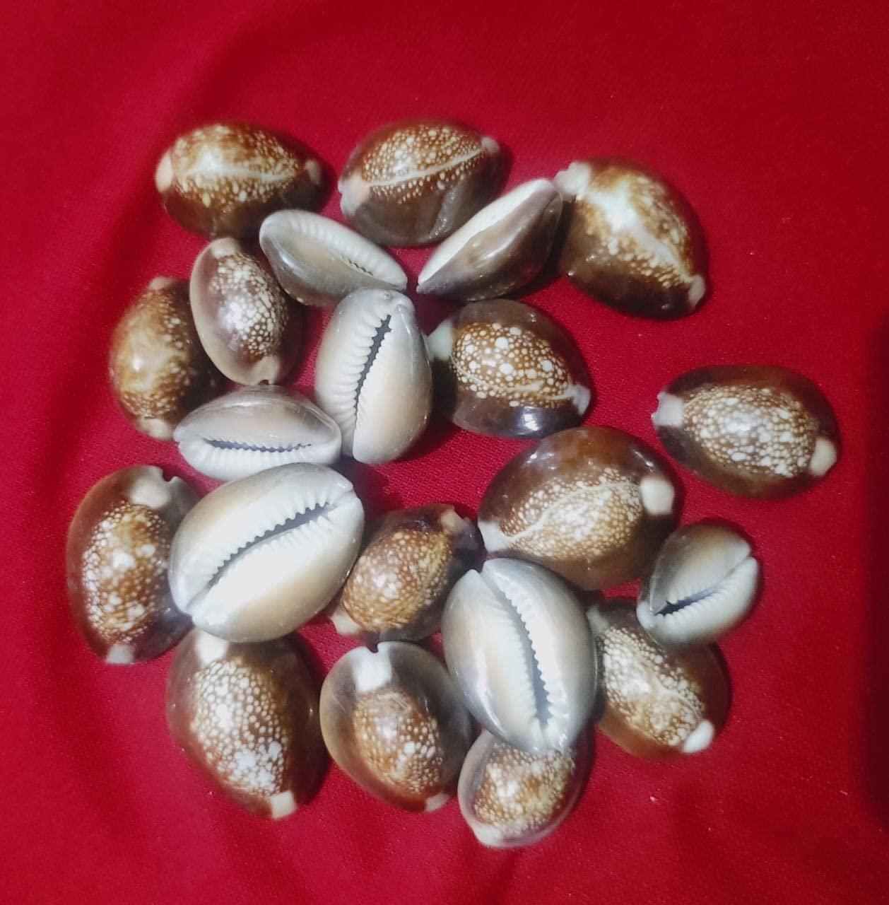 BHAVICREATION Brown Cowrie Shells for Laxmi Puja 15 pcs Serpent Head Cowrie Brawn Kauri Shells for Lakshmi Pooja Cyprae Caputserpentis Shell