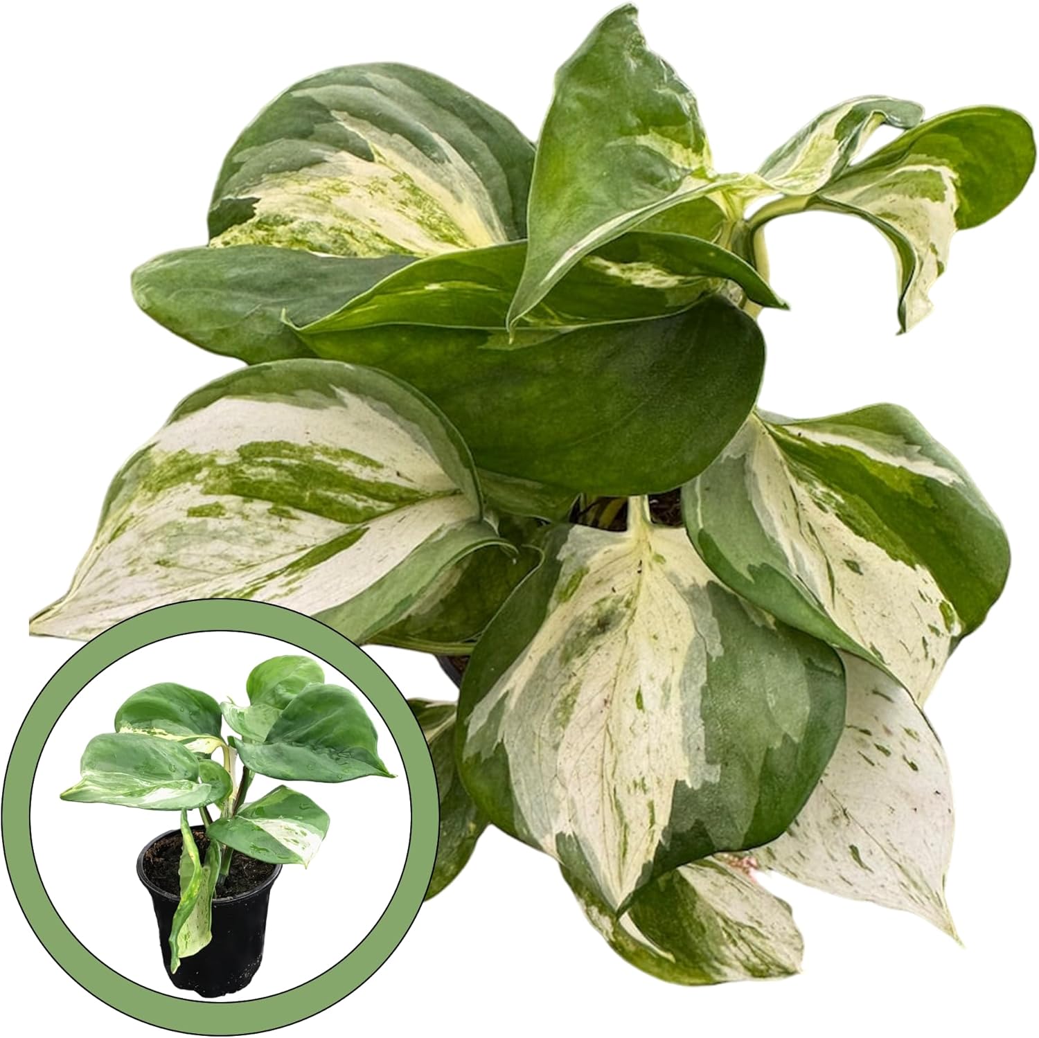 Generic Pothos Manjula 4” Pot, Natural