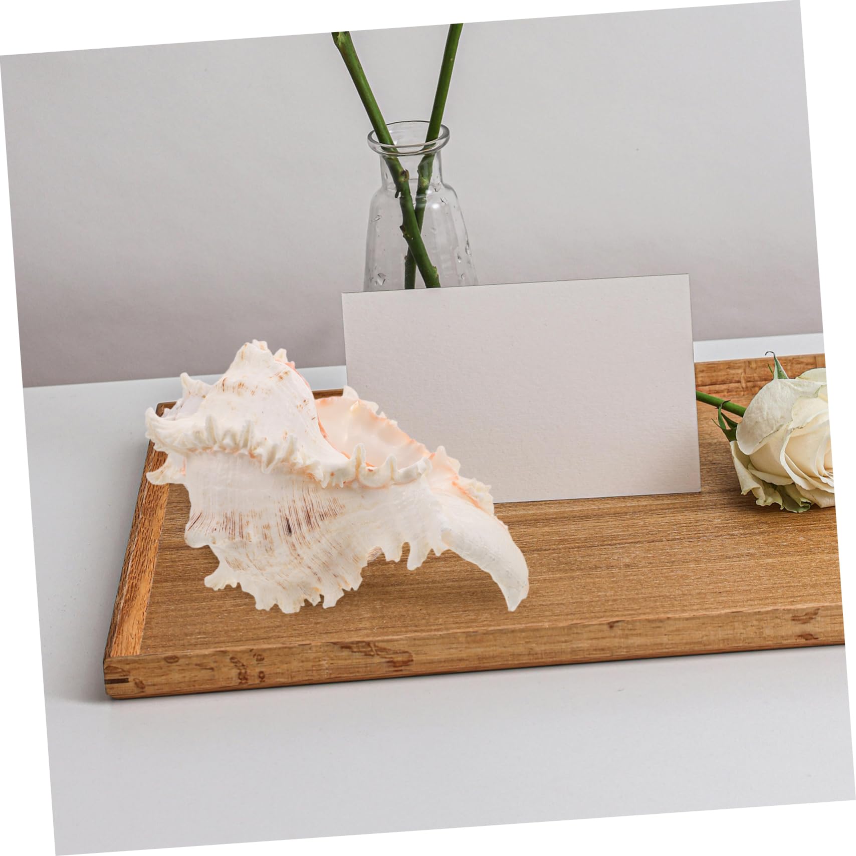 TOPBATHY Conchiglie Naturali Grandi per Vaso Decorativo Matrimonio Spiaggia e Acquario Decorativo