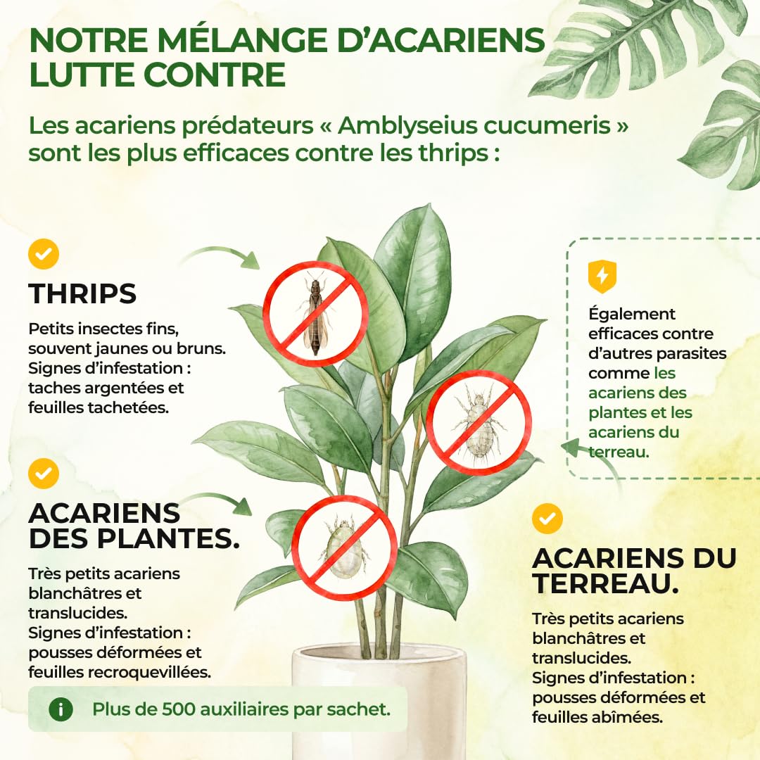 GREEN GUARDIA Power Raubmilben contre les Thrips – 25 Sachets d’Acarien Prédateur Biologique – Protection des Plantes d’Intérieur et Ornementales