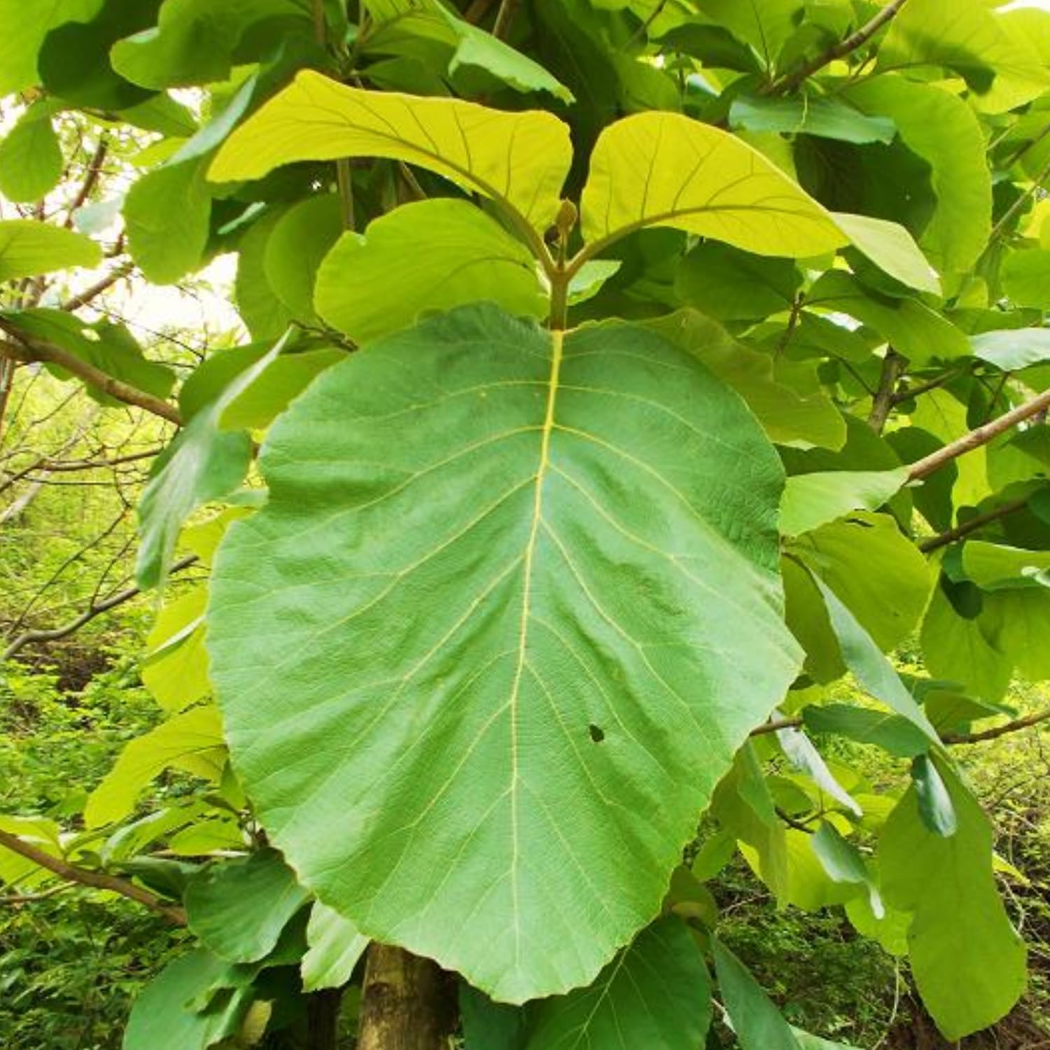 Hug A Plant | Teak Wood Plant/Sagwan (Tectona grandis) Ornamental Live Plant (Home & Garden) (B0CBCCYG8Q) Amazon Price History, Amazon Price Tracker