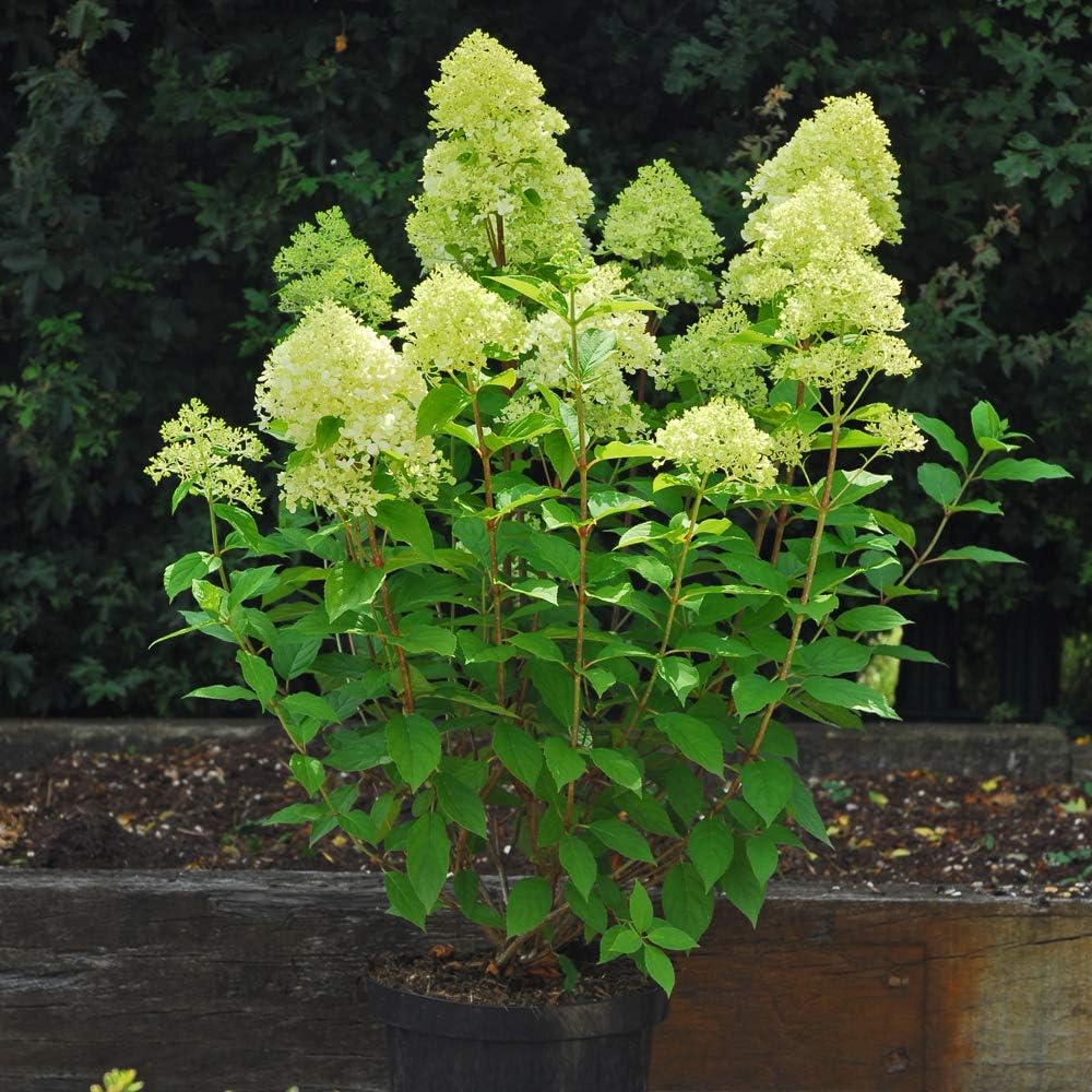 Hydrangea Plant with Large Flowers and Blooms Most Drought Tolerant