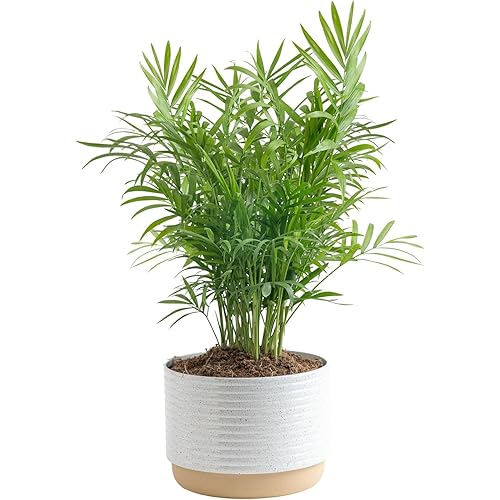 Costa Farms Parlor Palm Live Plant in Decorative Pot, Air Purifying Indoor Houseplant, Perfect for Home, Room, or Office Decor, Great House Warming or Birthday Gift, 14-18 Inches Tall