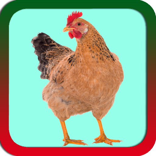 Chicken Ringtones App on Amazon Appstore