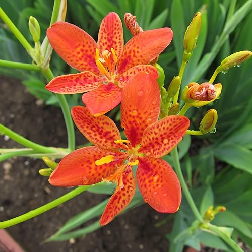 Miniatura 1 de Belamcanda Chinensis Seeds BlackBerry Lily Flores herbáceas perennes cortadas jardín patio cama al aire libre 18 oz (aproximadamente 202 semillas)