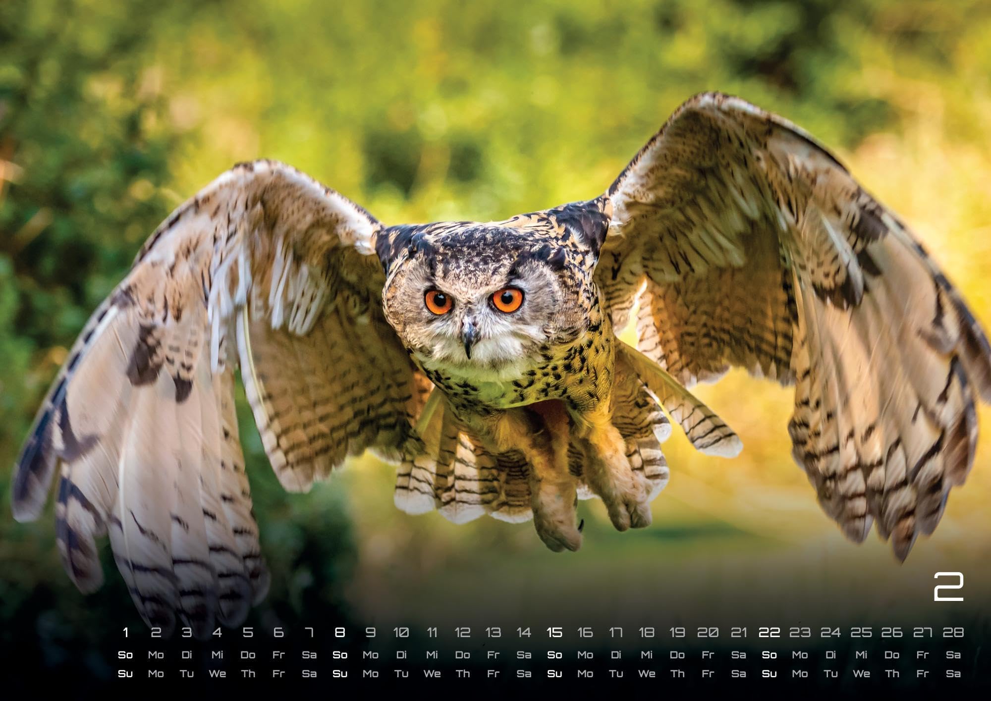 Eulen - Wächter der Nacht - 2026 - Kalender DIN A2: Der Wandkalender mit den schönsten Eulen-Motiven für das Jahr 2026 im extragroßen Format DIN A2 (ca. 60 x 42 cm)!