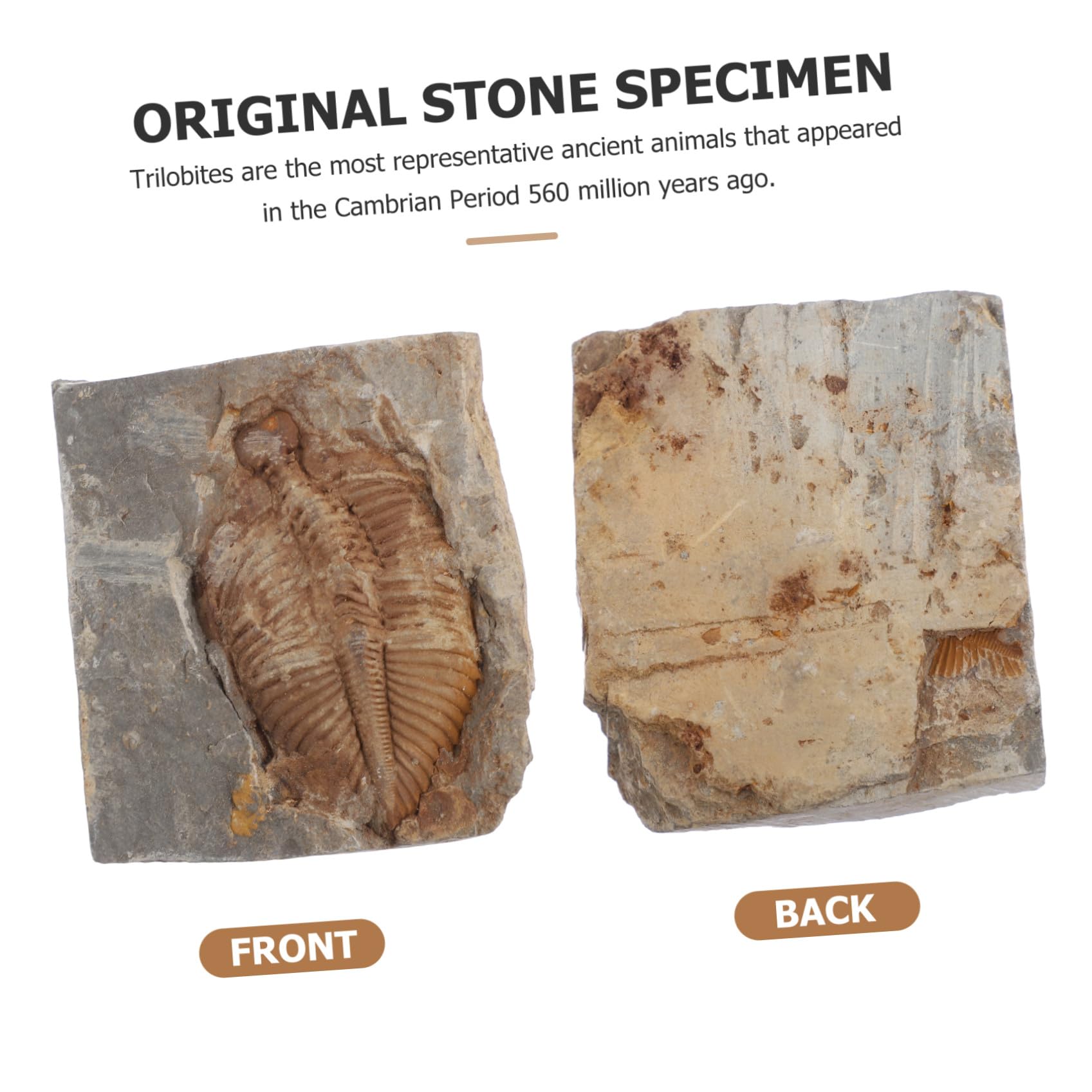 Trilobite Fósil Espécimen Real de Paleontología para Colección y Estudio
