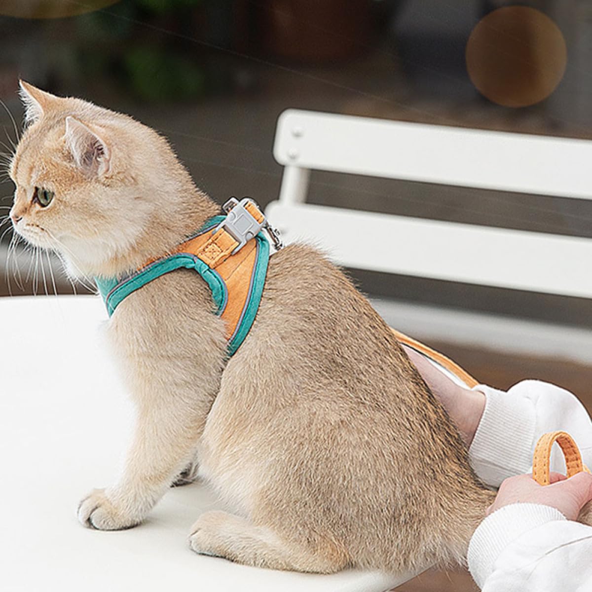 Ipetboom 3 Set Di Guinzagli Per Gatti Con Gilet E Cinghia Per Trazione Facili Da Indossare in Comodo Materiale Scamosciato.