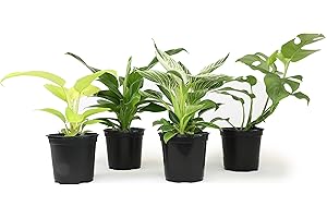 White Wizard Philodendron: The Enchanting Indoor Beauty