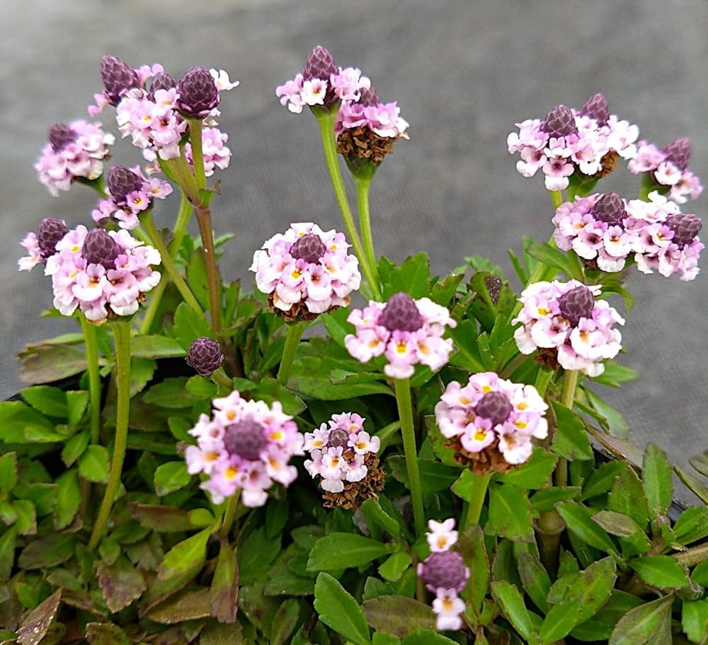 ヒメイワダレソウ（リピア）キッドセット Amazon.co.jp: 【84本セット