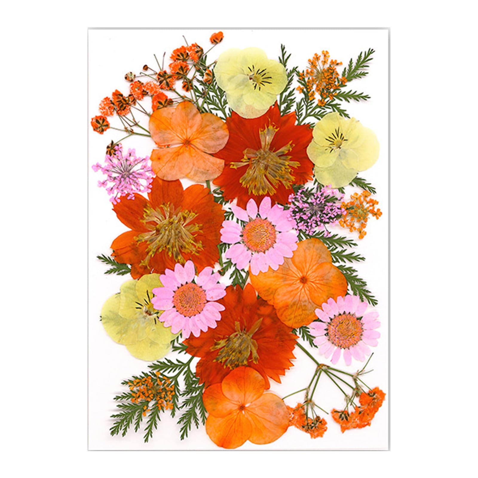 HZBB Pressed Dried Flower for Resin Molds Natural Pressed Dried Flower Leaves for Scrapbooking Soap Jewelry Making Series