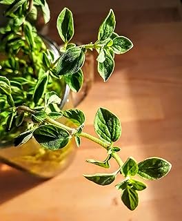 Hundredfold Oregano Vulgare Heirloom 2000 Seeds - Origanum vulgare, Non-GMO Pizza Herb, for Italian Cuisine