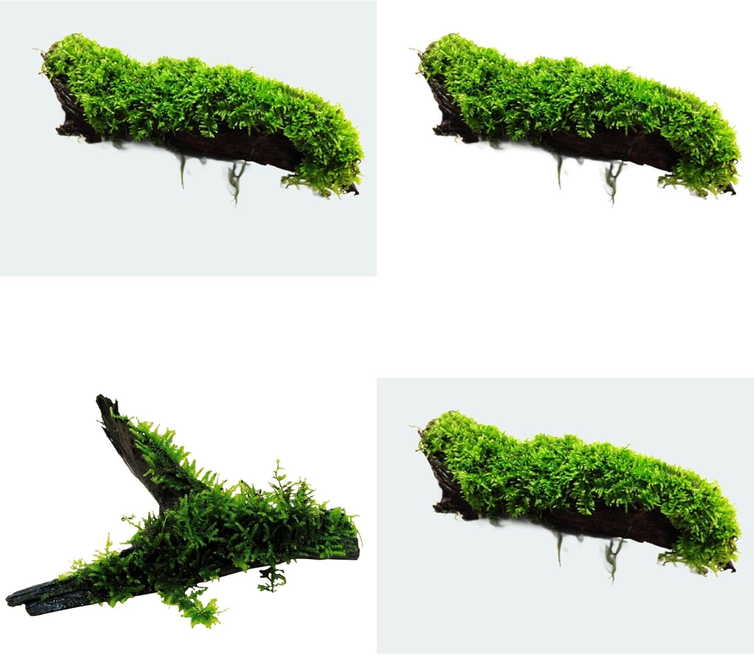 Aquarium Moss on Driftwood – Transition Ready, USA Grown – Natural Live Aquascape Wood for Shrimp, Betta & Planted Tanks – 4 Size Options (2–8+ Inches) (Large 8+ Inches)