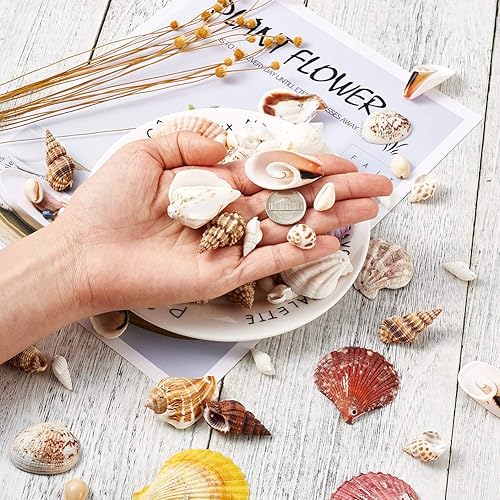 Miniatura 6 de Pandahall - 134 cuentas de concha marina natural, espaciadoras perforadas, cuentas sueltas de conchas oceánicas con cordón elástico transparente