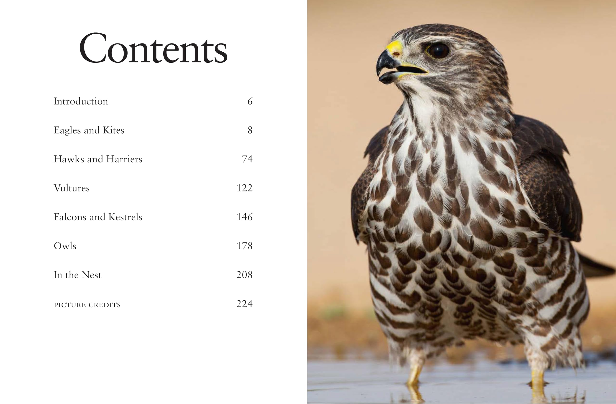 Les Oiseaux de proie: Redoutables et majestueux
