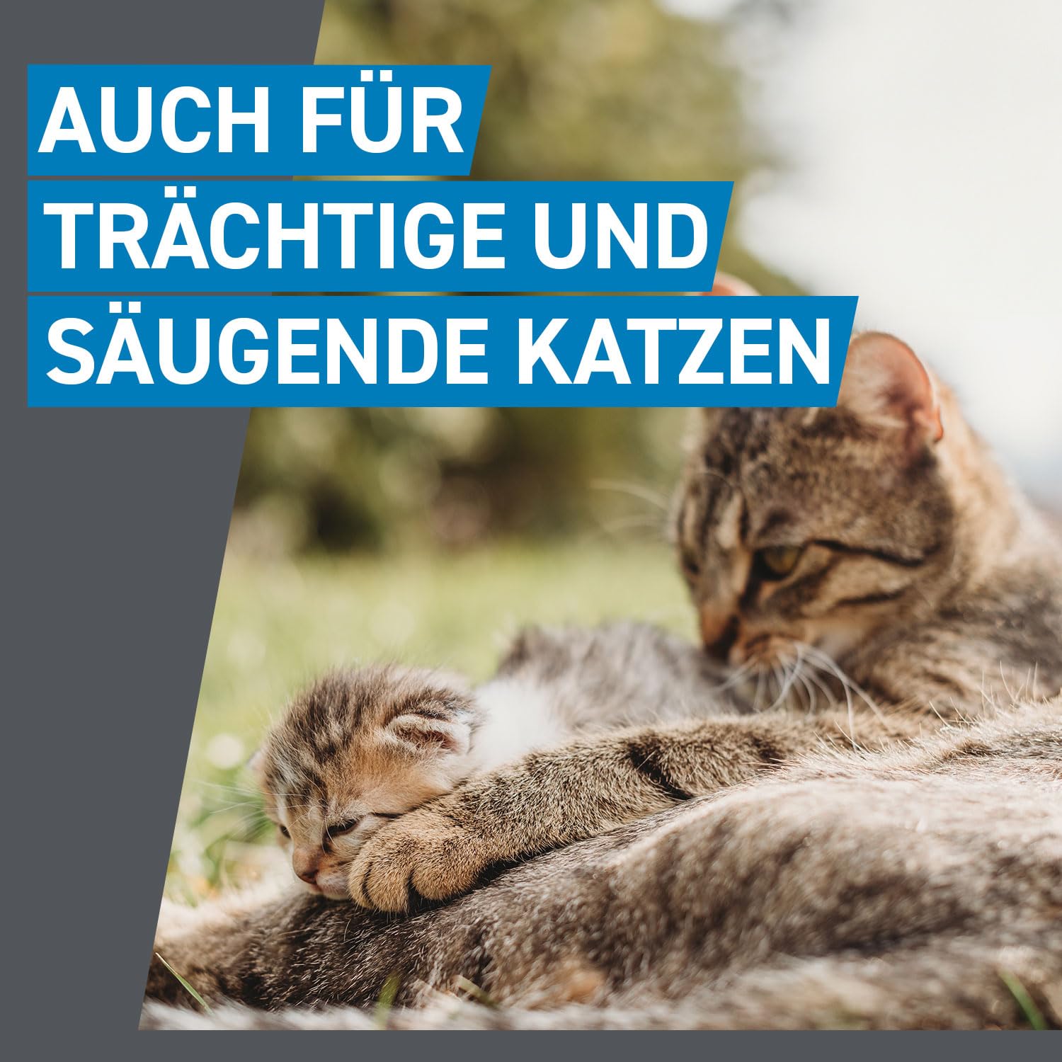 FRONTLINE Spot ON Katze gegen Zecken, Flöhe & Haarlinge - für alle Größen | 6+3 Pipetten (2er Pack) für bis zu 9 Monate Schutz - einfache Anwendung, gute Verträglichkeit - wasserfest