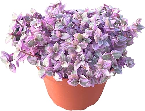 Suculenta viva de 4 pulgadas Callisia Repens "Pink Lady", plantas suculentas vivas completamente arraigadas para decoración de la oficina en el