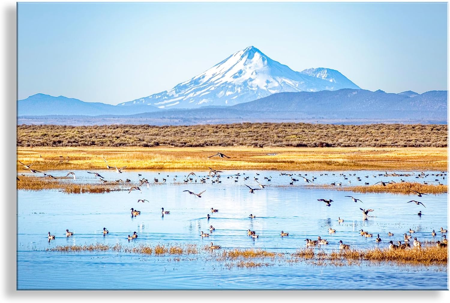 Western Landscape Photograph with Mount Shasta and Bird Wildlife
