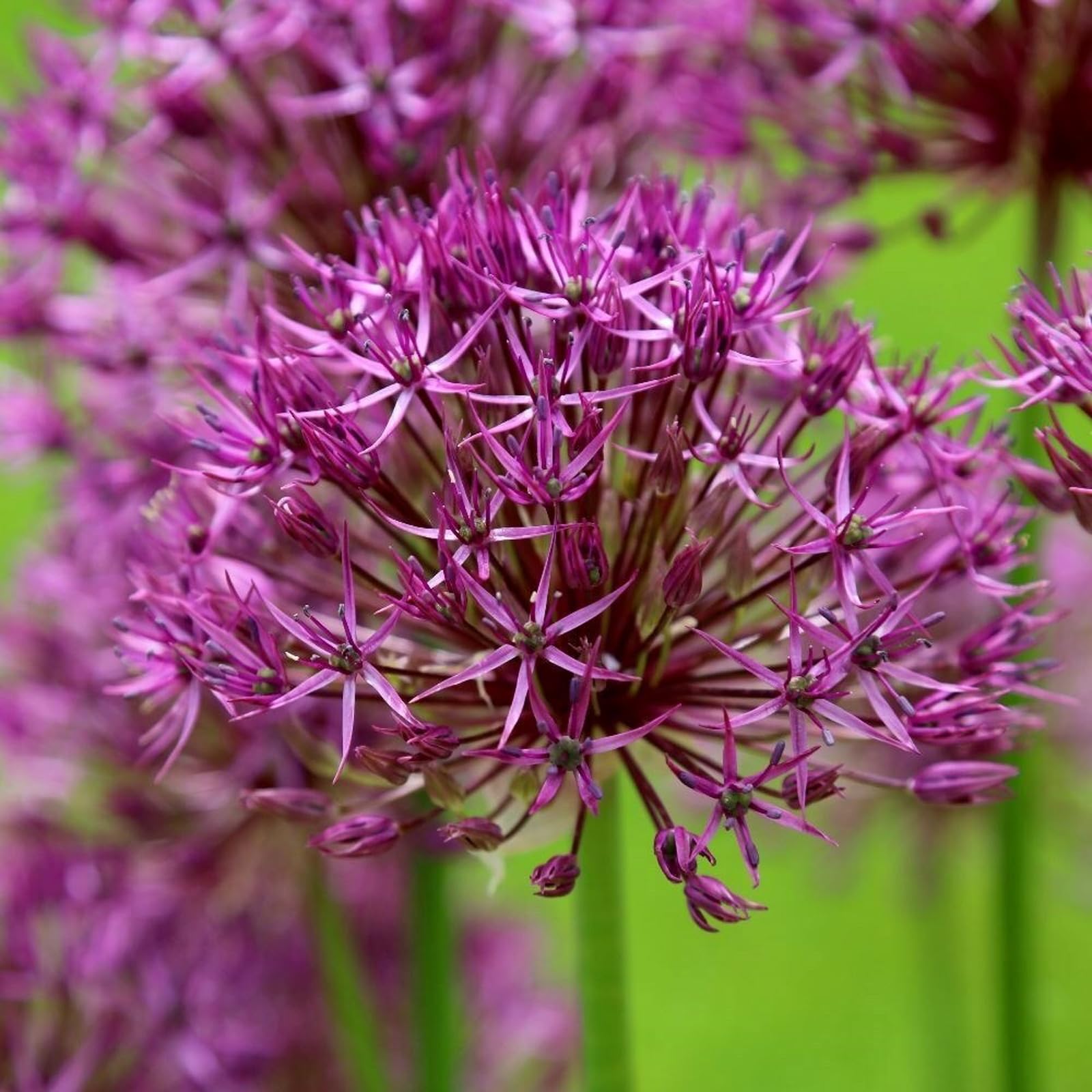 Plant Theory 15 x Allium Purple Rain Bulbs Autumn Planting Bulb Collection