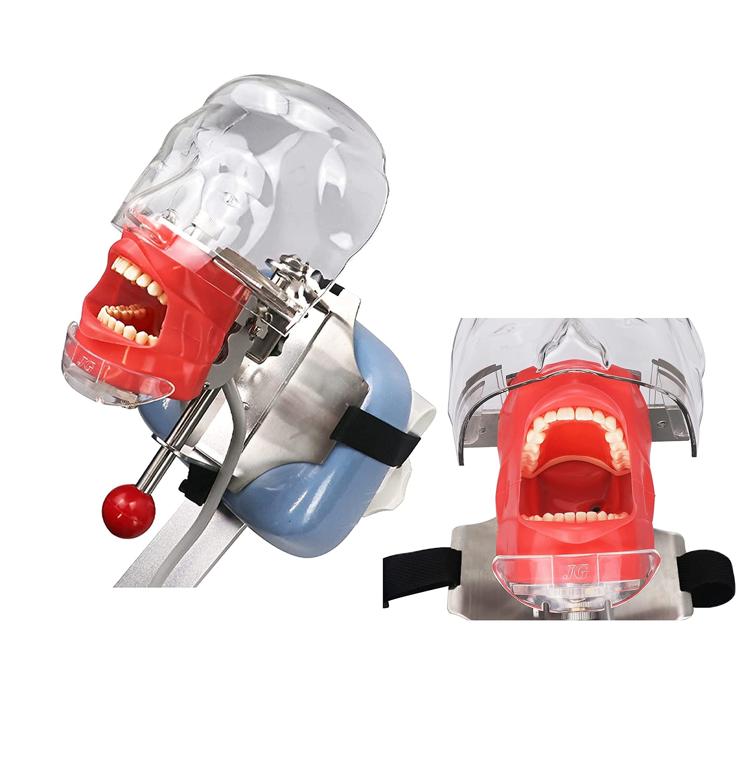Dentalmodell aus Edelstahl, Dental-Phantomkopfmodell aus Kunstharz, Dentalsimulator-Phantomkopf-Training/Dentalmodell, Trainingspuppe für die zahnmedizinische Ausbildung