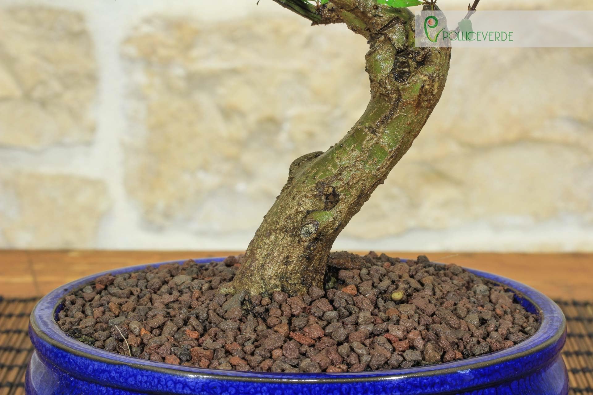 Pollice Verde - Bonsai Melograno Nano (Punica Granatum) 9 Anni – Pianta Vera da Esterno con Fiori Vivaci e Frutti – Vaso in Ceramica Smaltata – Idea Regalo per Giardino