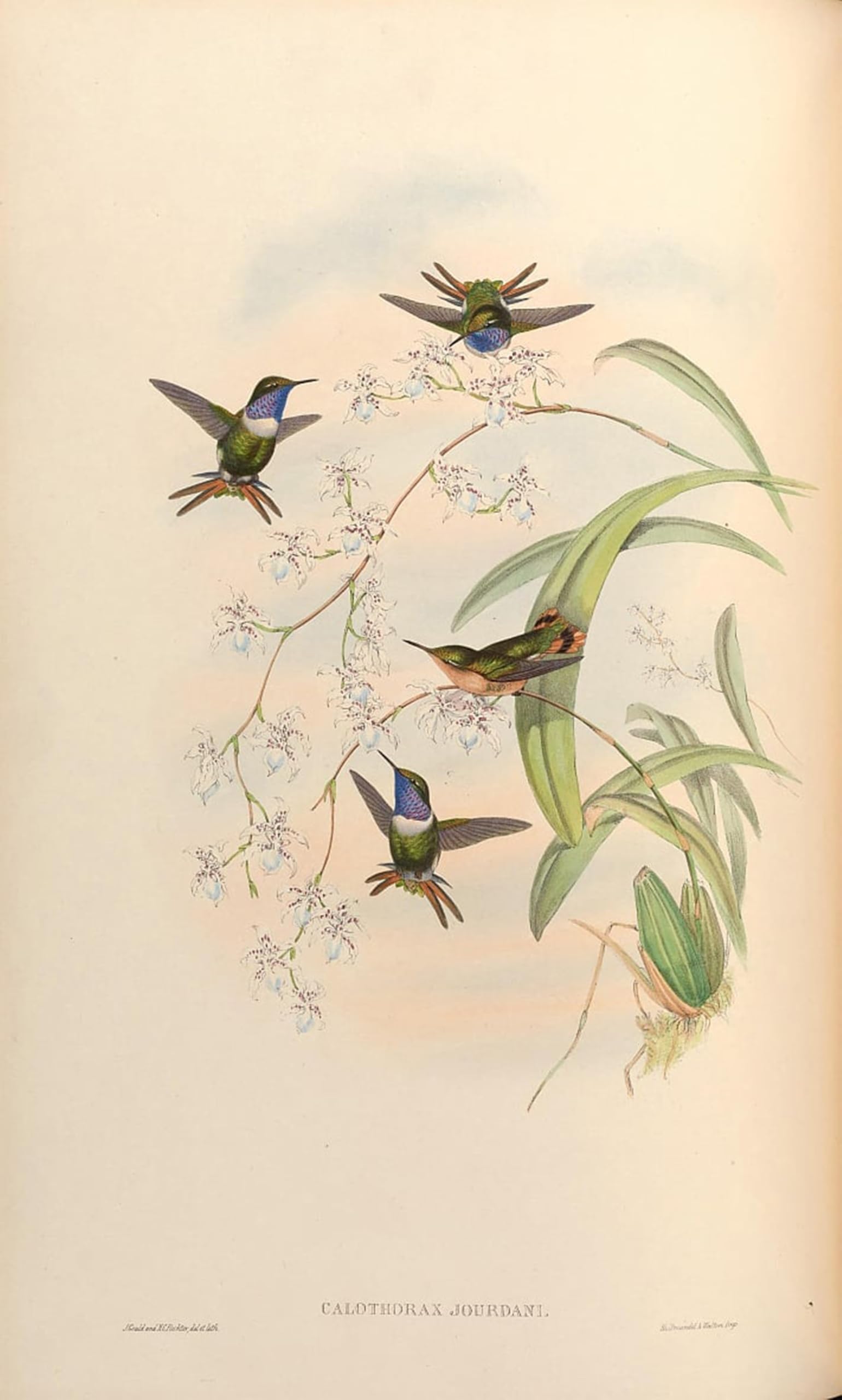 ARTXLXXBN Famous Painting Art Wall Decor Abstract Art Picture Animal Bird Calothorax Jourdani Chaetocercus Jourdanii by John Gould Animal Pictures for Home Decor 60x90cm