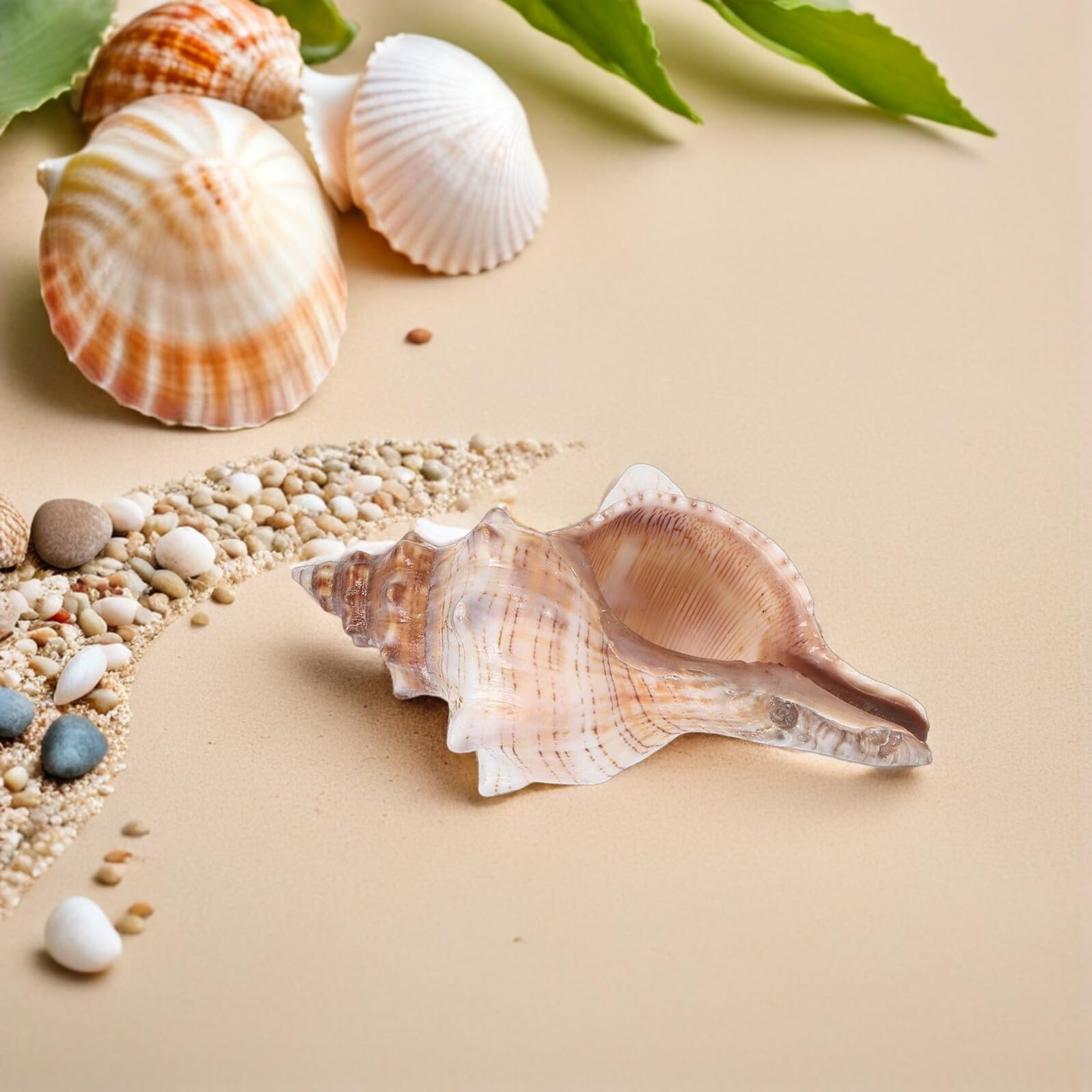 Conchiglie di Mare Naturali 16-18 Cm, Riempitivi Decorativi per Vasi e Acquari, Accessori a Forma di Conchiglia per Decorazioni Casa e Feste Tema Spiaggia