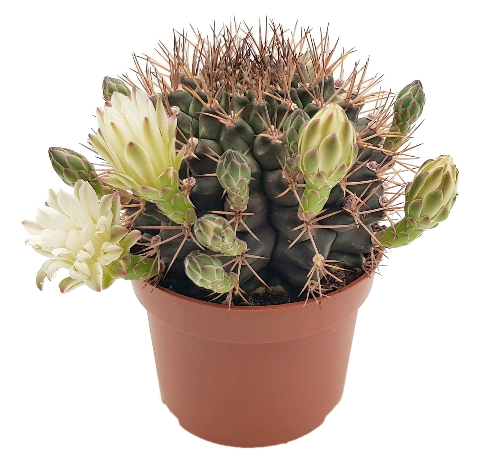 Fangblatt - Gymnocalycium delaetii - Ball Cactus in Diameter 10.5 cm Pot -  Exotic Indoor Plant - Easy-Care Cactus : Amazon.de: Garden