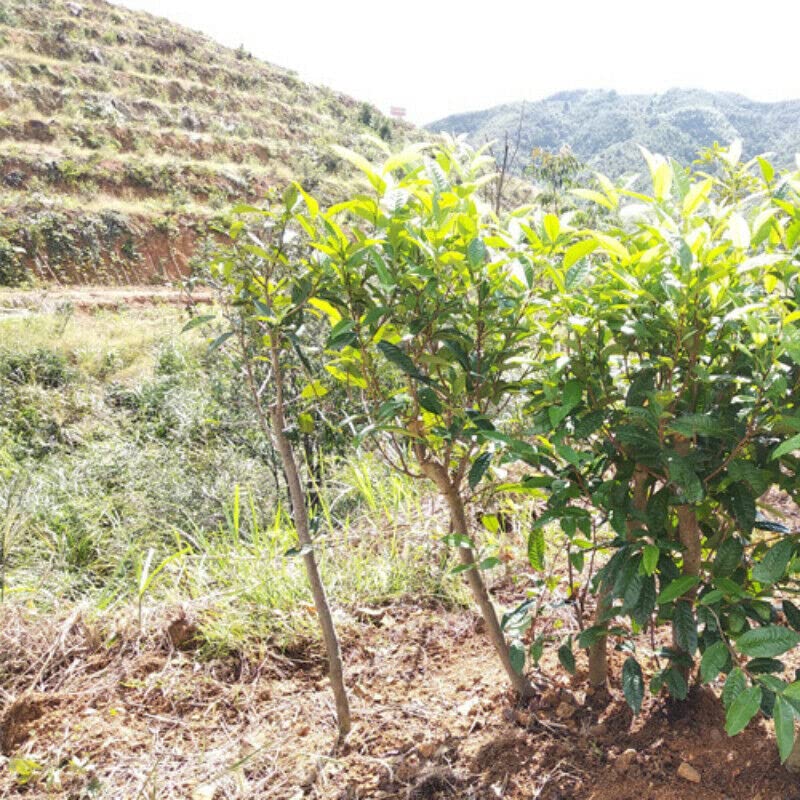 300g Té Blanco Fuding Chino de Alta Montaña Rey peonía original Pastel de té blanco