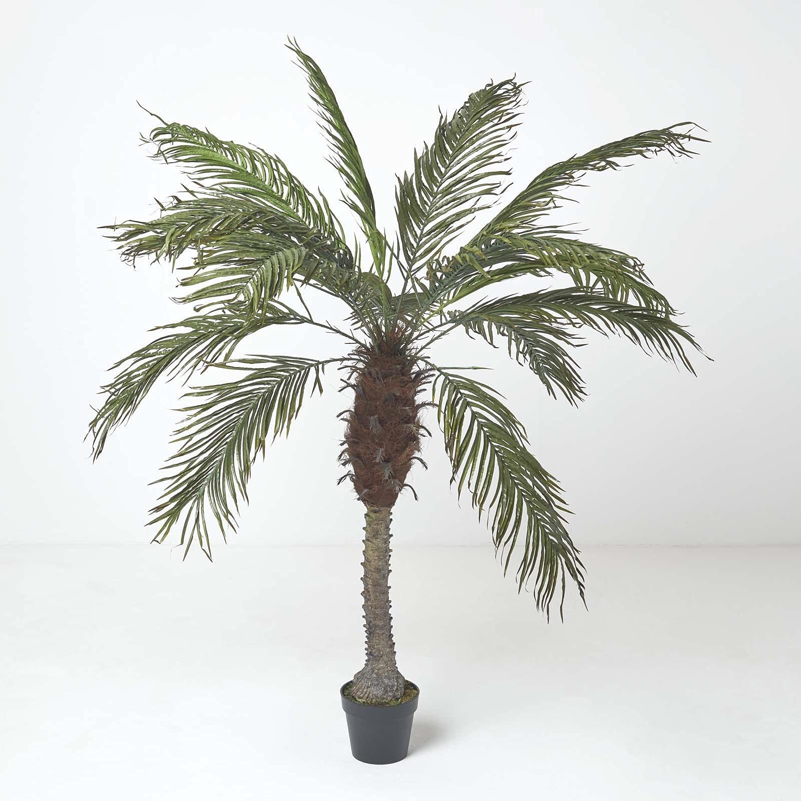 Homescapes Phoenix Palm Tree In Pot, 160 Cm Tall