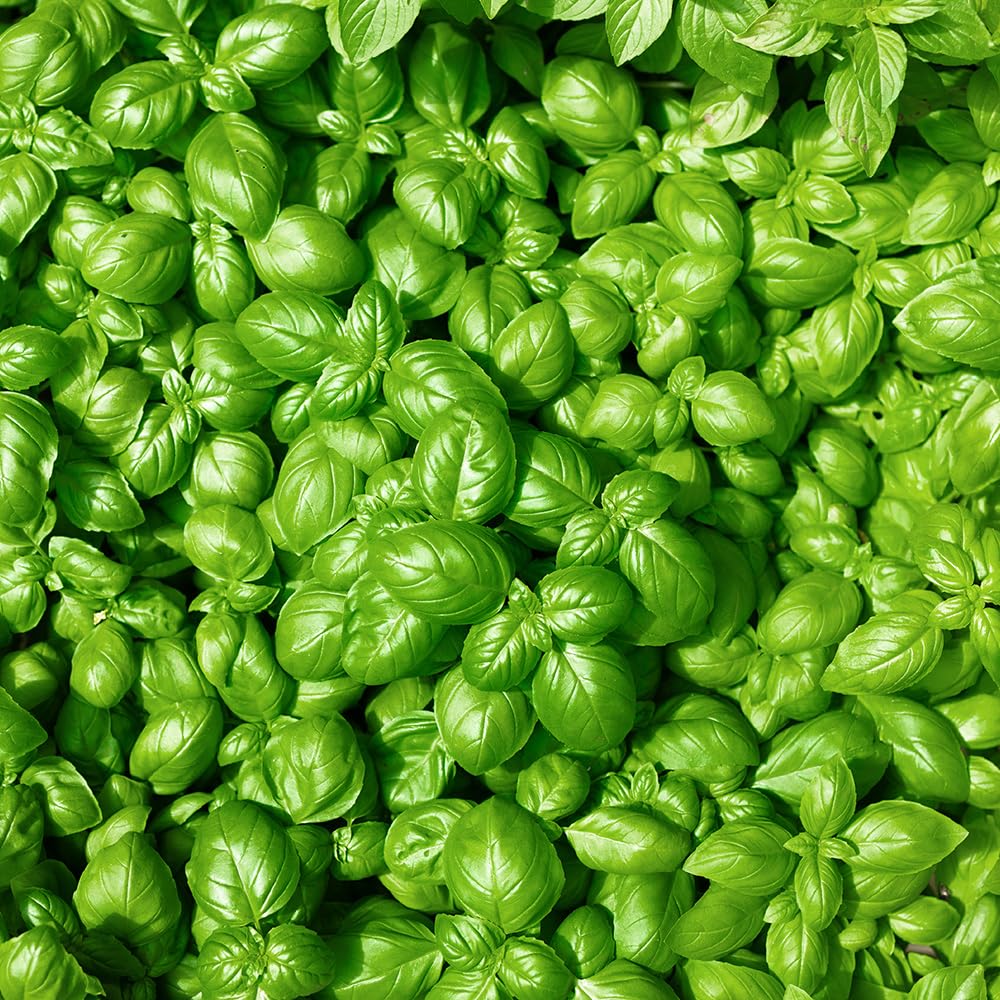 Basil Sweet Organic Seeds – Organically Grown Seed, of the Classic, Sweet Basil – Half Hardy Annual – for Your Beautiful Kitchen Garden