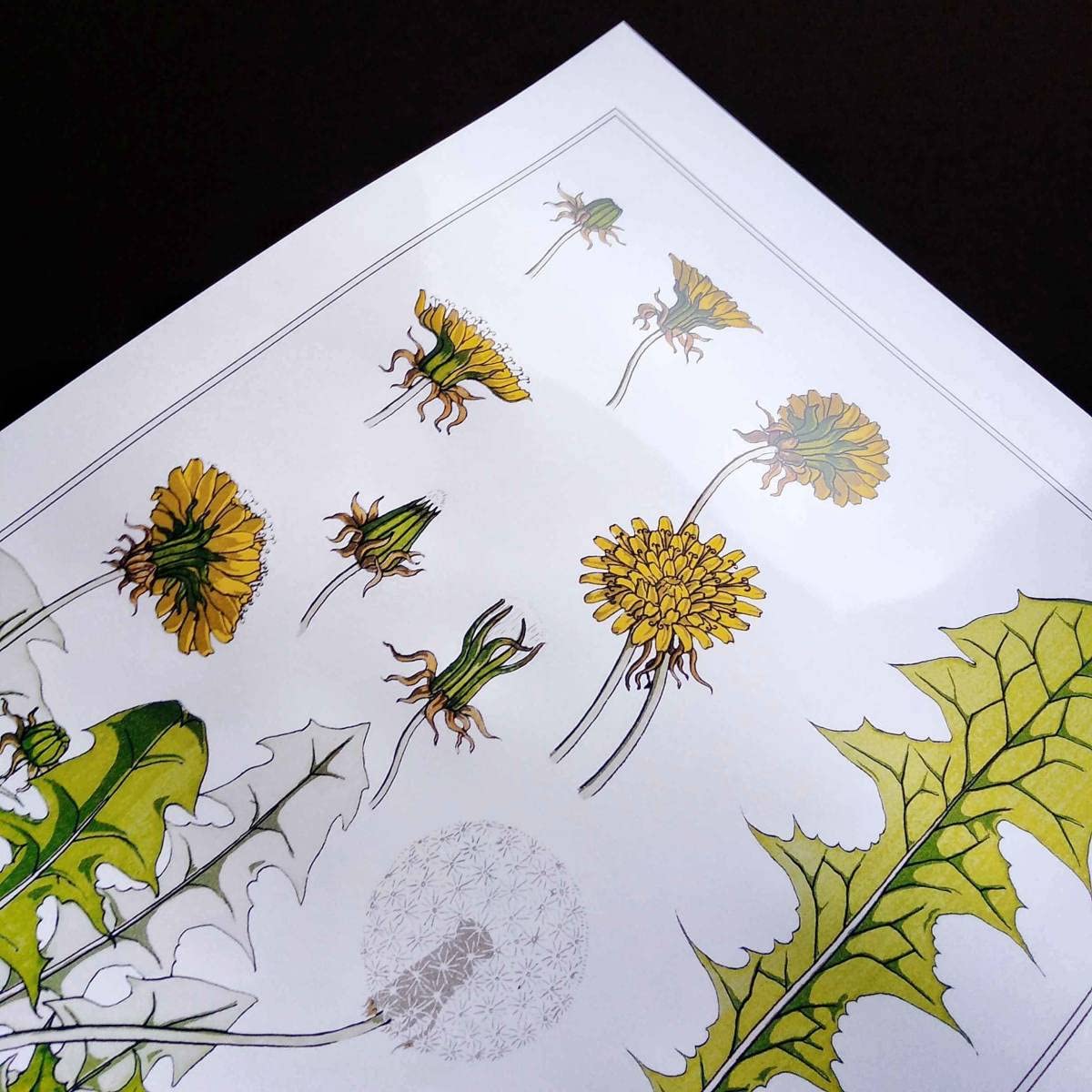 Amazon.co.jp: タンポポ ダンデライオン 植物 ビンテージイラスト 光沢