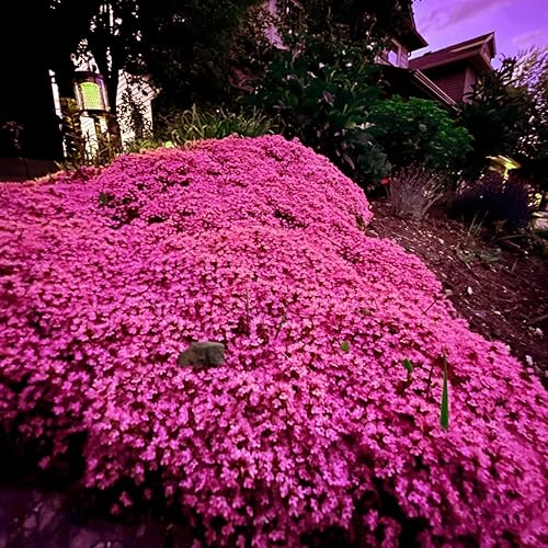 Miniatura 3 de Más de 20000 semillas de tomillo rastrero rosa mágico para plantar plantas de cobertura del suelo, flores de reliquia, tomillo perenne, semillas