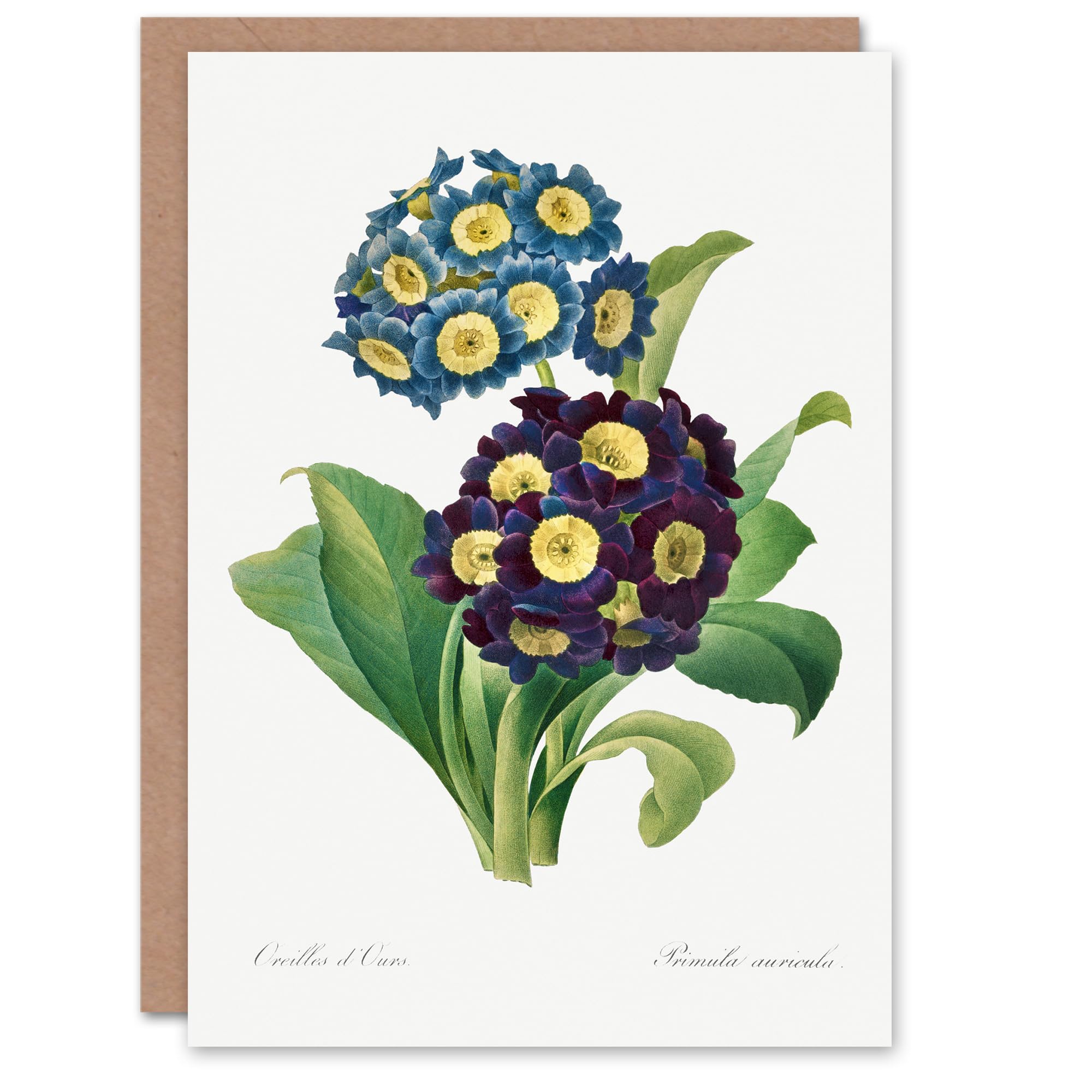Artery8 Pierre-Joseph Redouté Art Card Vintage Floral Primula Auricula