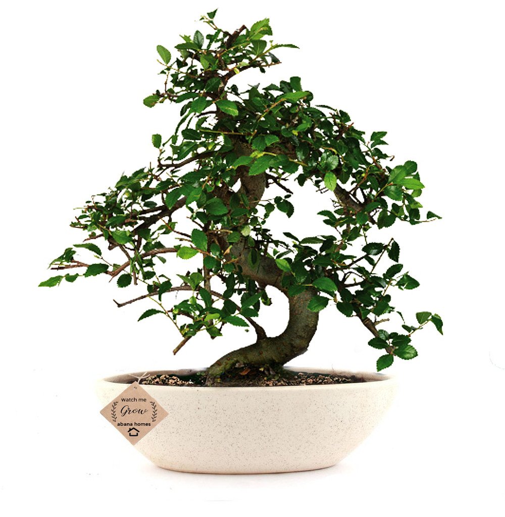 See full amazon price history chart for Abana Homes Bonsai Plants for Home Indoor Live | Chinese Elm Bonsai Tree 5 Years 25 CM | Off White Ceramic Pot Abana Homes Bonsai Plants for Home Indoor Live | Chinese Elm Bonsai Tree 5 Years 25 CM | Off White Ceramic Pot (B07D6M498H) Amazon Price History, Amazon Price Tracker